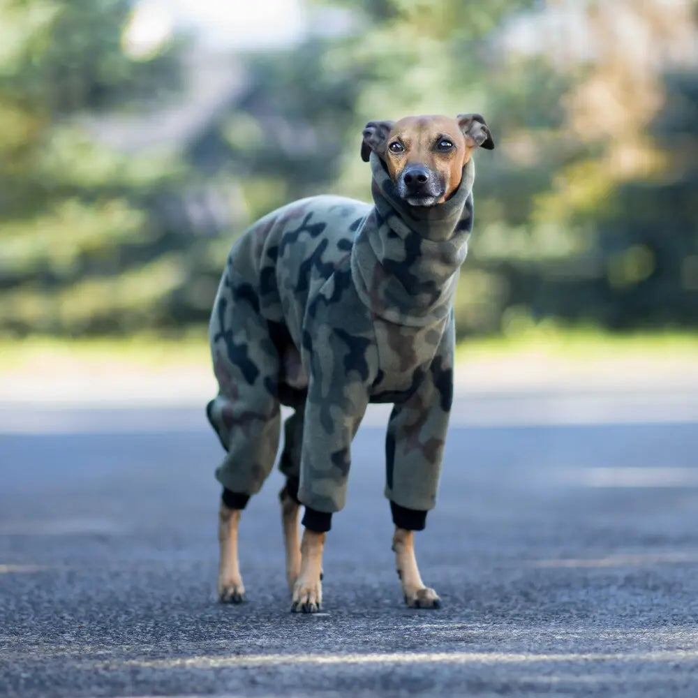 Kombinezon dla charcika włoskiego / Italian Greyhound clothes