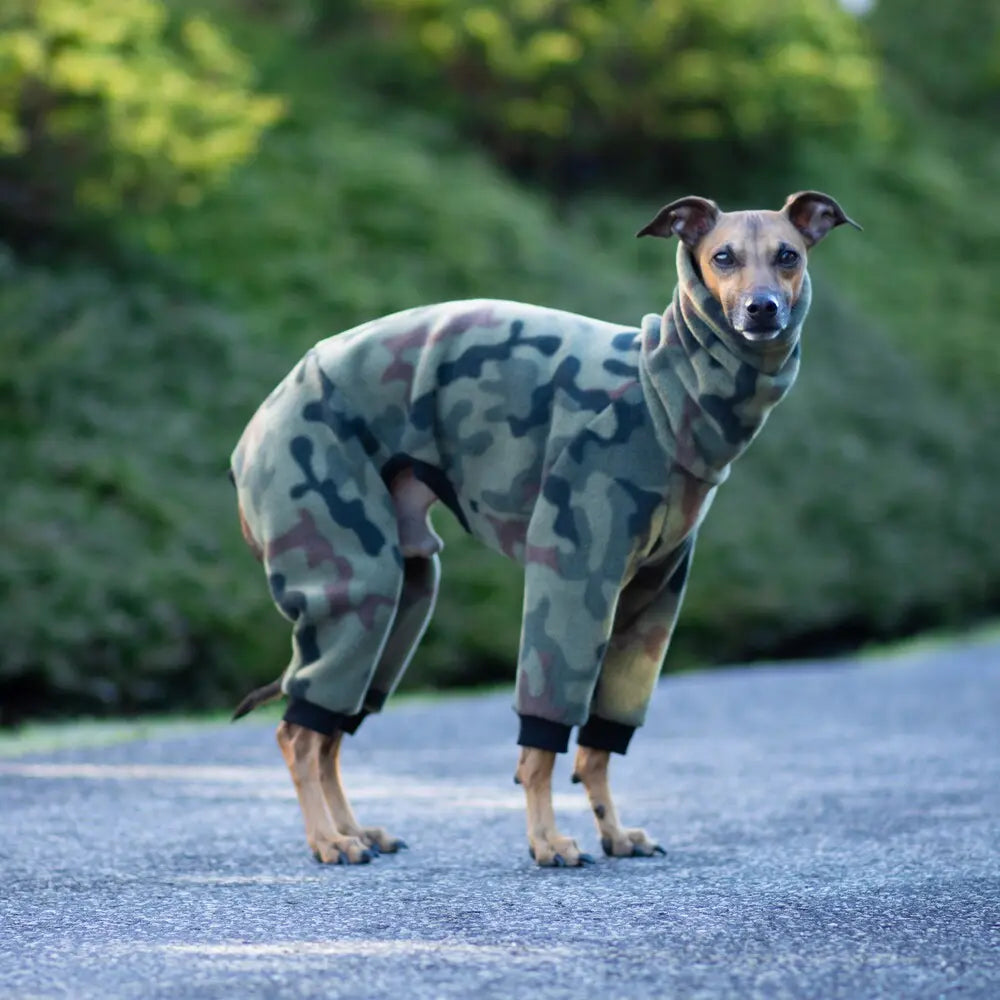 Kombinezon dla charcika włockiego / Italian Greyhound clothes