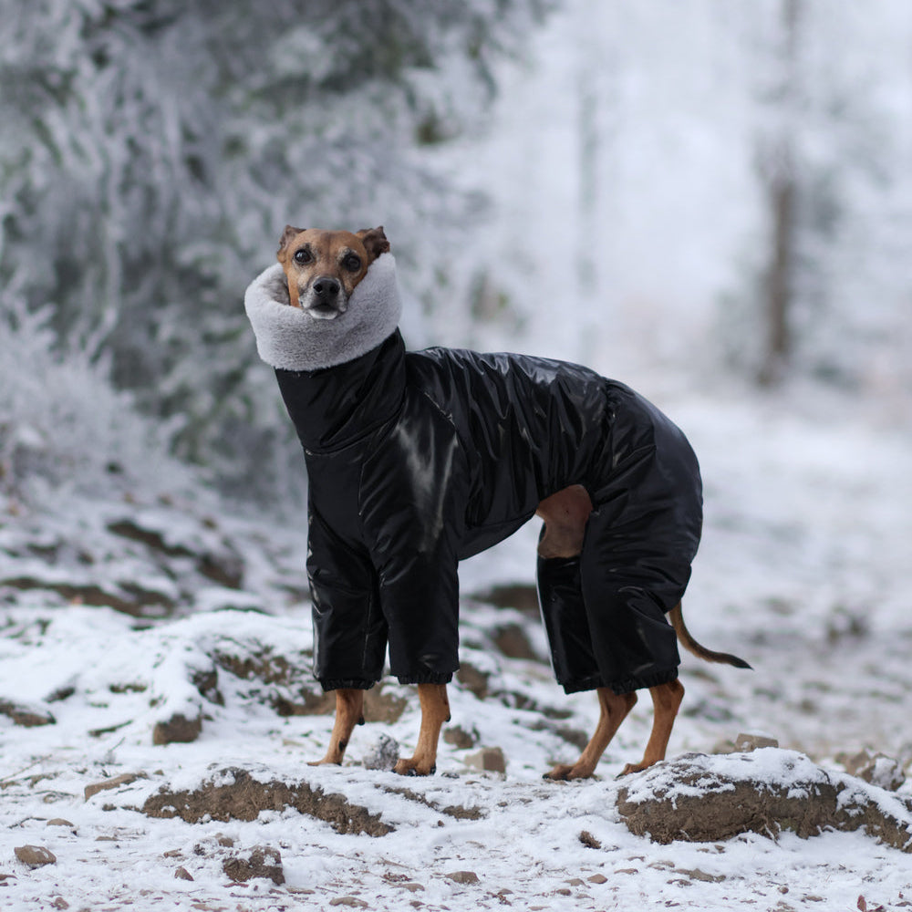 Kombinezon śniegowy dla charcika włoskiego z futerkiem