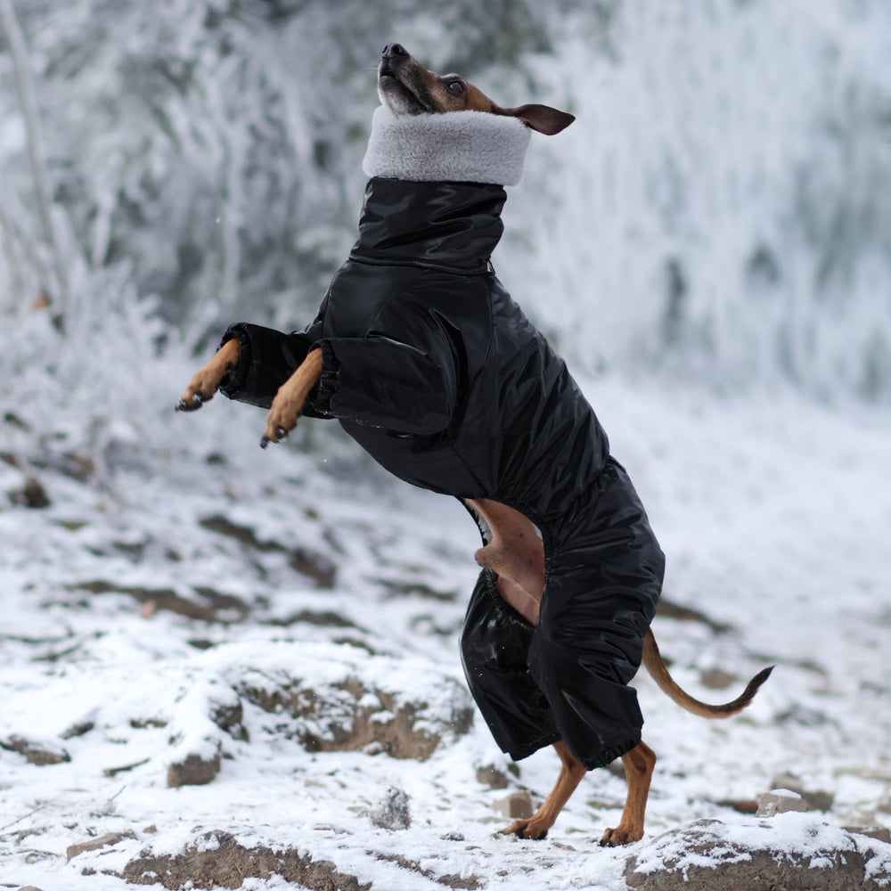 Kombinezon śniegowy dla charcika włoskiego z futerkiem