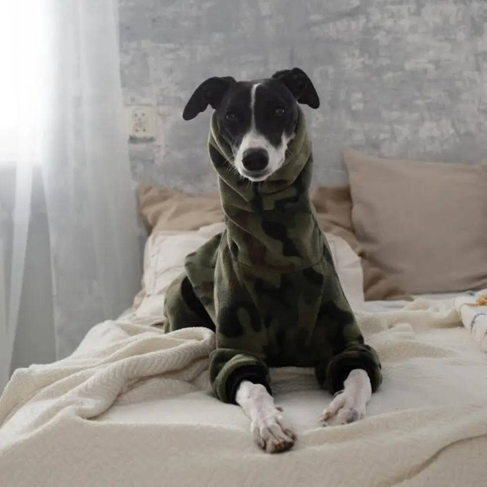 Kombinezon dla whippeta / charta angielskiego / Whippet clothes