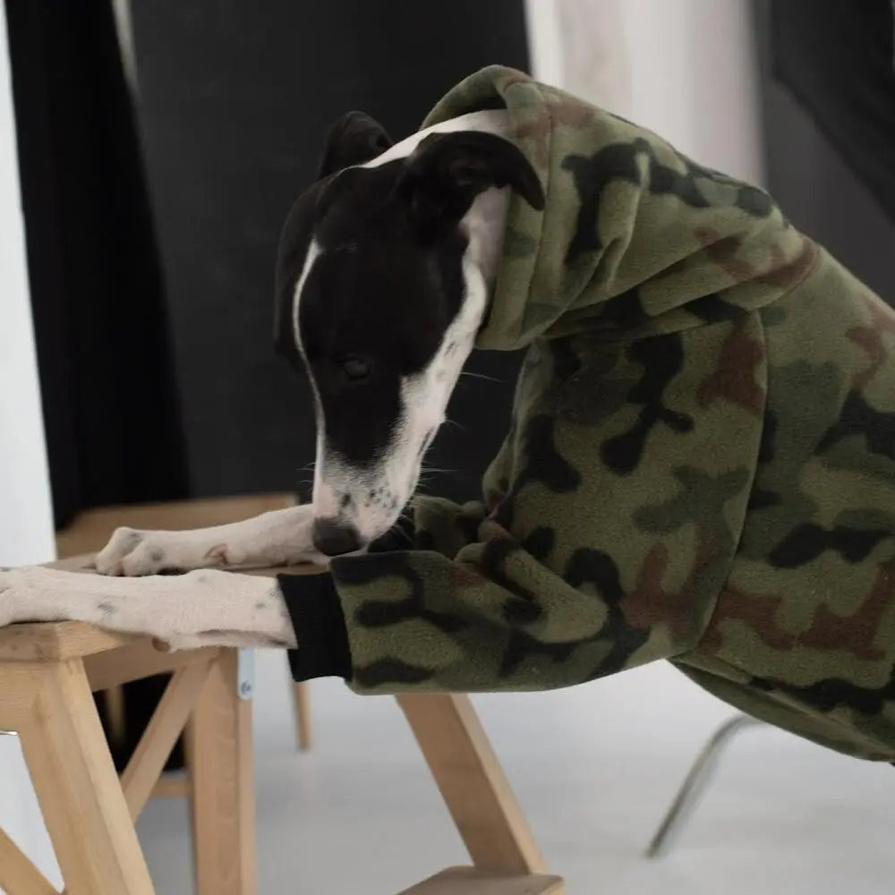 Kombinezon dla charcika włoskiego / Italian Greyhound clothes