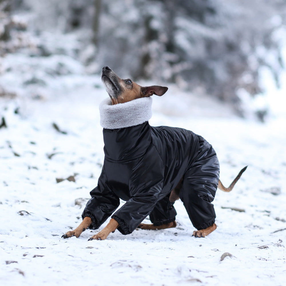 Kombinezon śniegowy dla charcika włoskiego z futerkiem