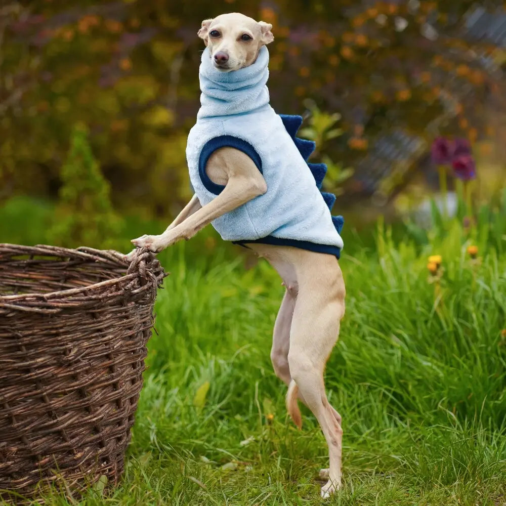 Italian Greyhound Sleevless - DINO