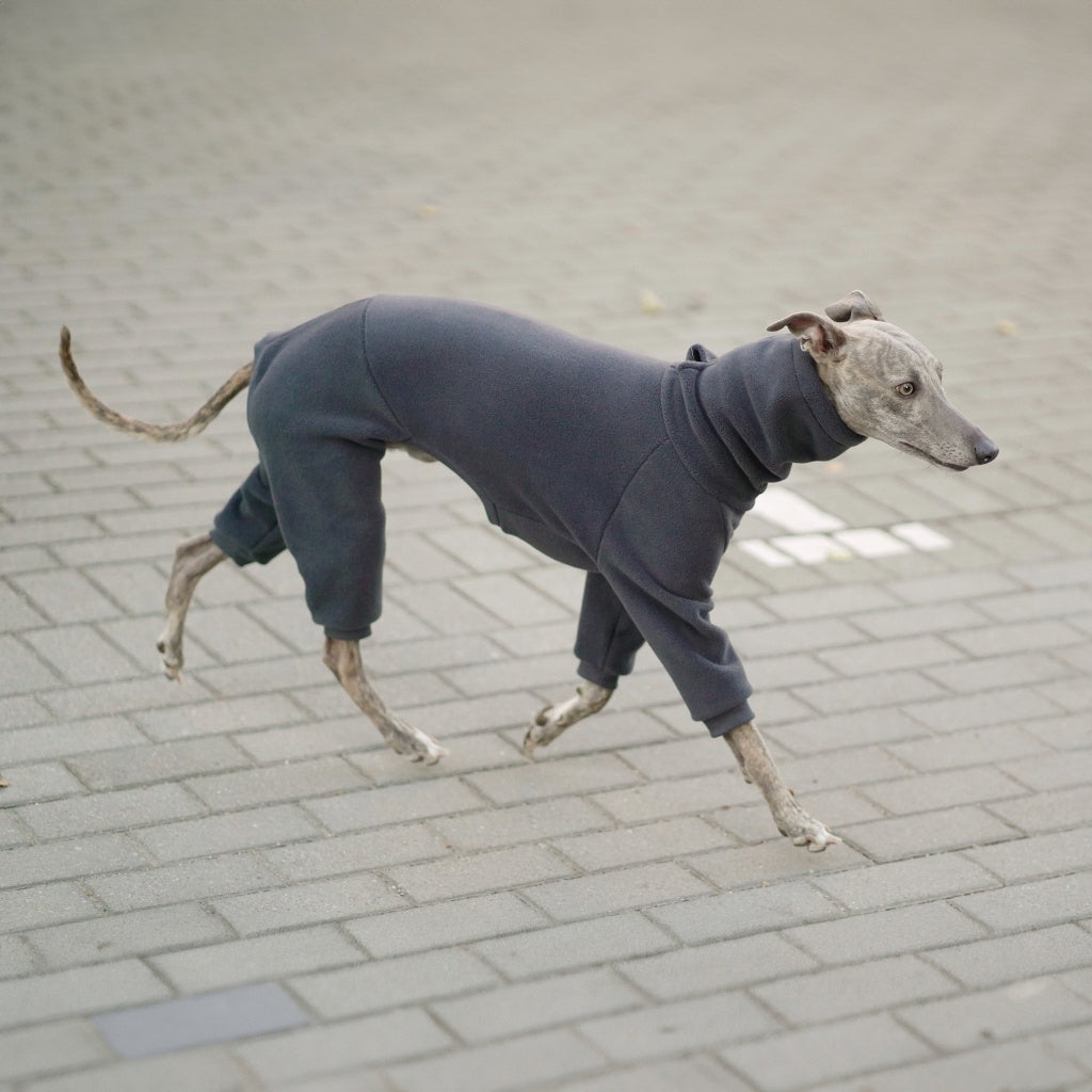 Kombinezon dla whippeta / charta angielskiego / Whippet clothes