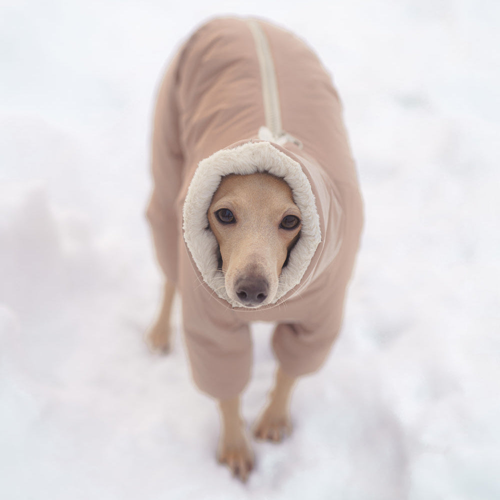 Kombinezon śniegowy dla charcika włoskiego wykonany z wodoodpornego materiału, z miękkim futerkiem w środku, długim kołnierzem i zamkiem na grzbiecie.