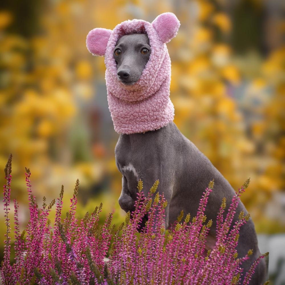 Snood dla charcika włoskiego z miękkiego baranka Boucle, zapewniający izolację termiczną i hydrofobowość, z otworem na smycz. / Snood for Italian Greyhounds made from soft Boucle fleece, offering thermal insulation and water resistance, with a leash opening.