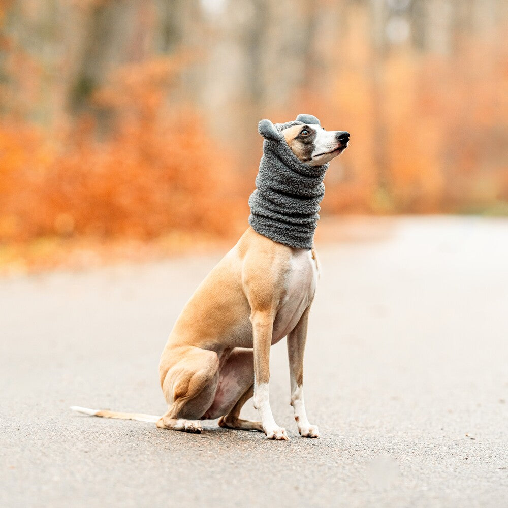 Snoody dla whippetów wykonane z miękkiego baranka Boucle to idealny wybór na zimowe spacery.