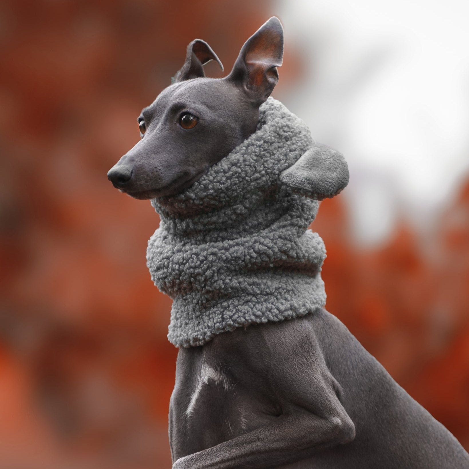 Snood dla charcika włoskiego z miękkiego baranka Boucle, zapewniający izolację termiczną i hydrofobowość, z otworem na smycz. / Snood for Italian Greyhounds made from soft Boucle fleece, offering thermal insulation and water resistance, with a leash opening.