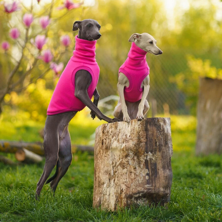 Italian greyhound fleece best sale