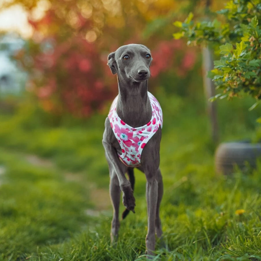 Ubranko dla charcika włoskiego | koszulka chłodząca | oblečenie pre talianskeho chrtíka | oblečení pro italského chrtíka | italian greyhounds clothes