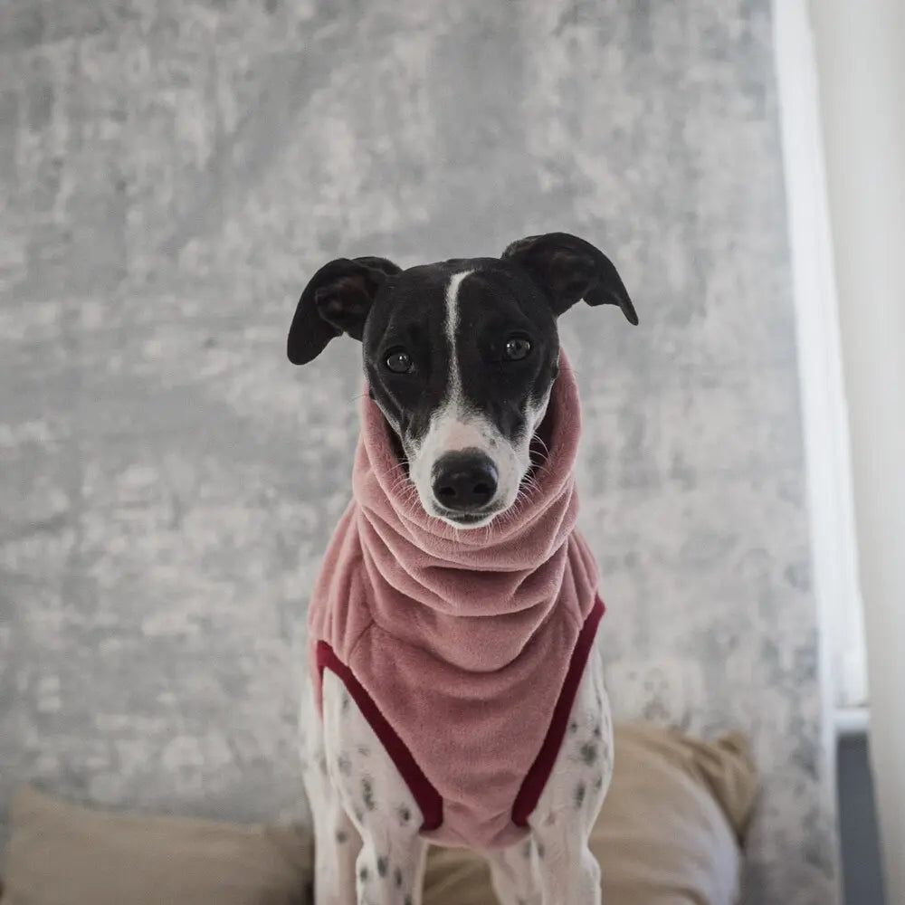 Ubranka dla Whippeta / Whippet clothes