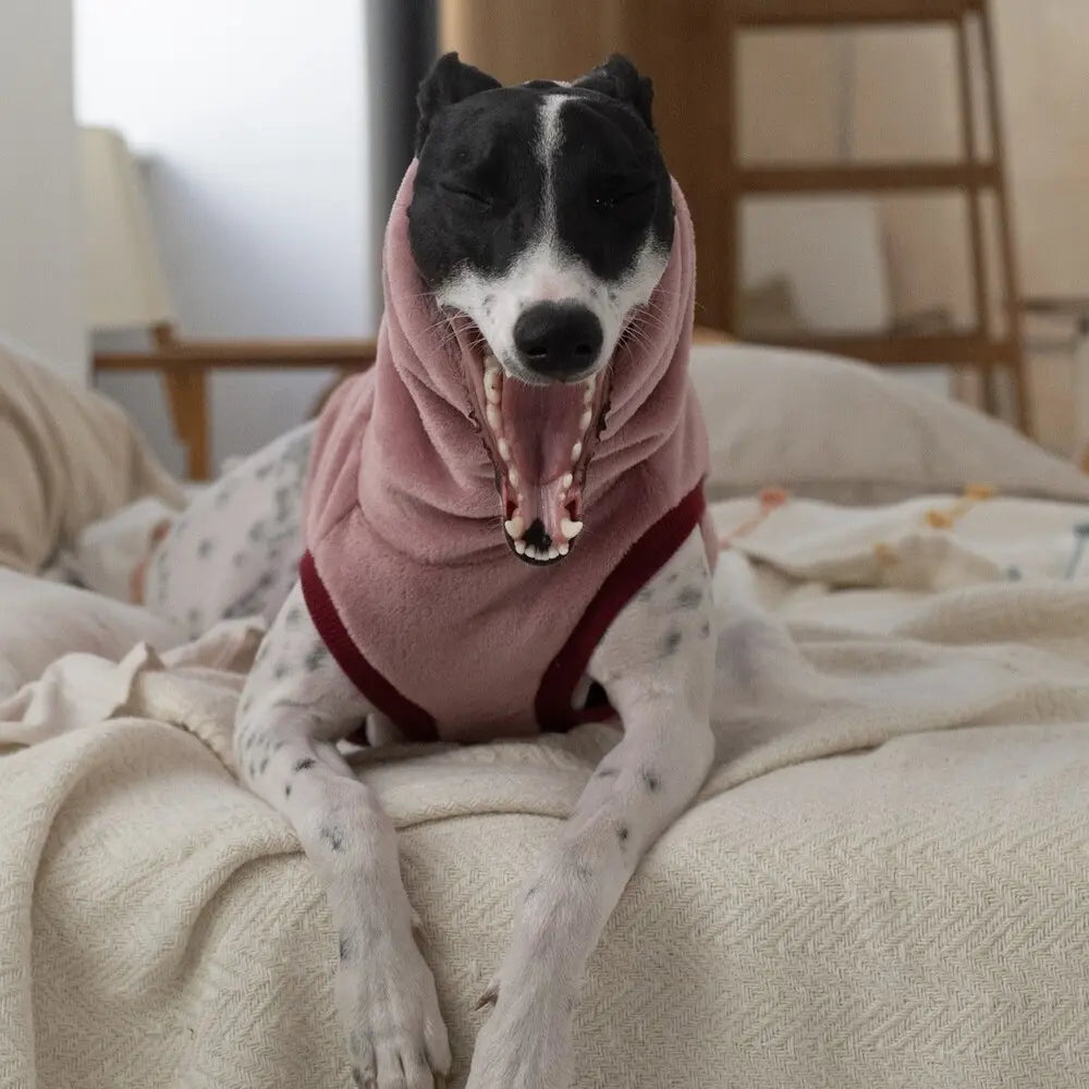 Ubranka dla Whippeta / Whippet clothes