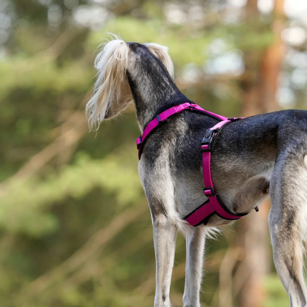 Geschirr für Windhund – Verschiedene Farben