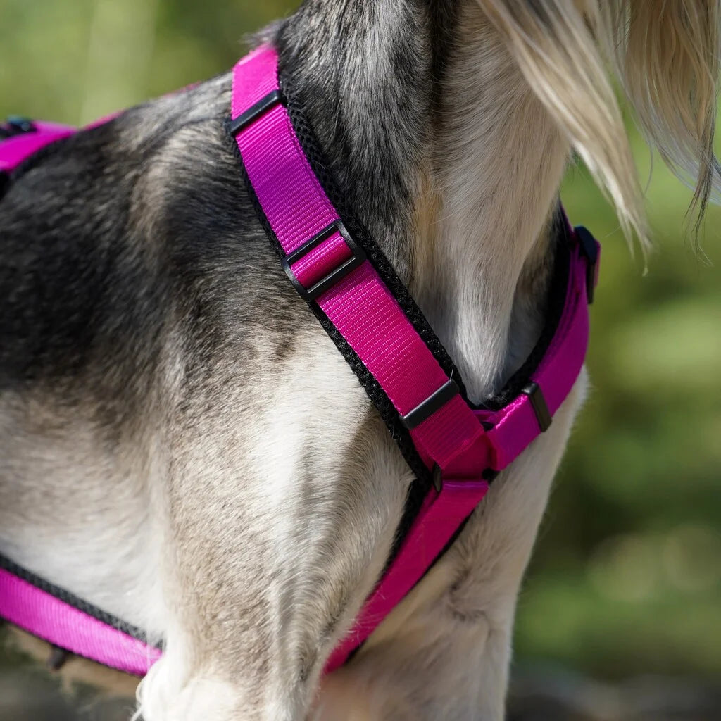 Geschirr für Windhund – Verschiedene Farben