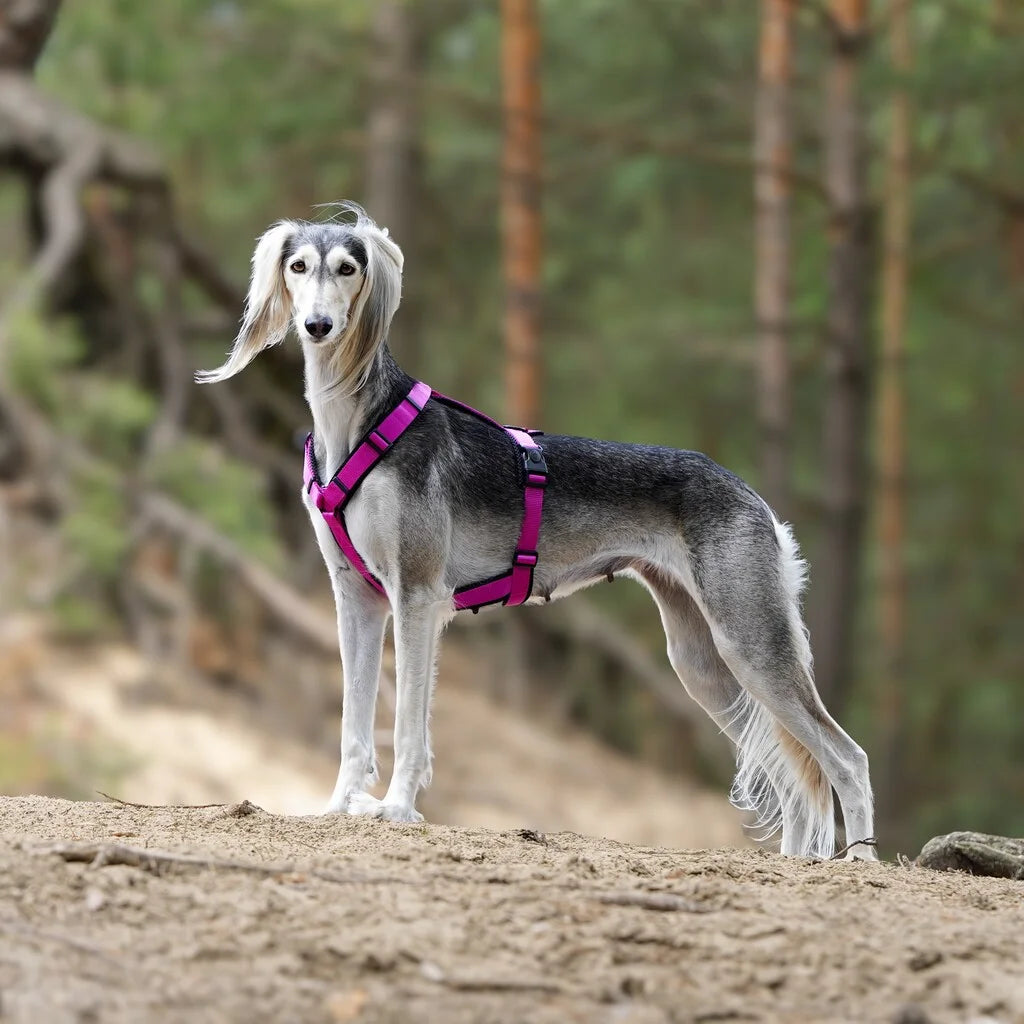 Geschirr für Windhund – Verschiedene Farben