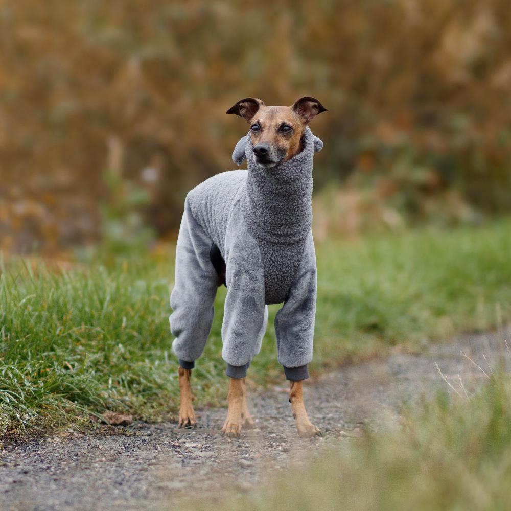 Ubranko dla charcika włoskiego/ italian greyhound clothes