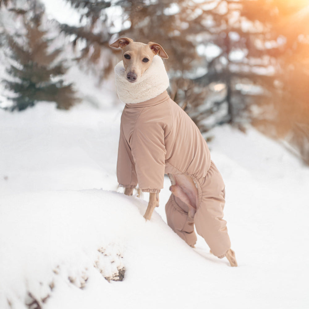 Kombinezon śniegowy dla charcika włoskiego wykonany z wodoodpornego materiału, z miękkim futerkiem w środku, długim kołnierzem i zamkiem na grzbiecie.