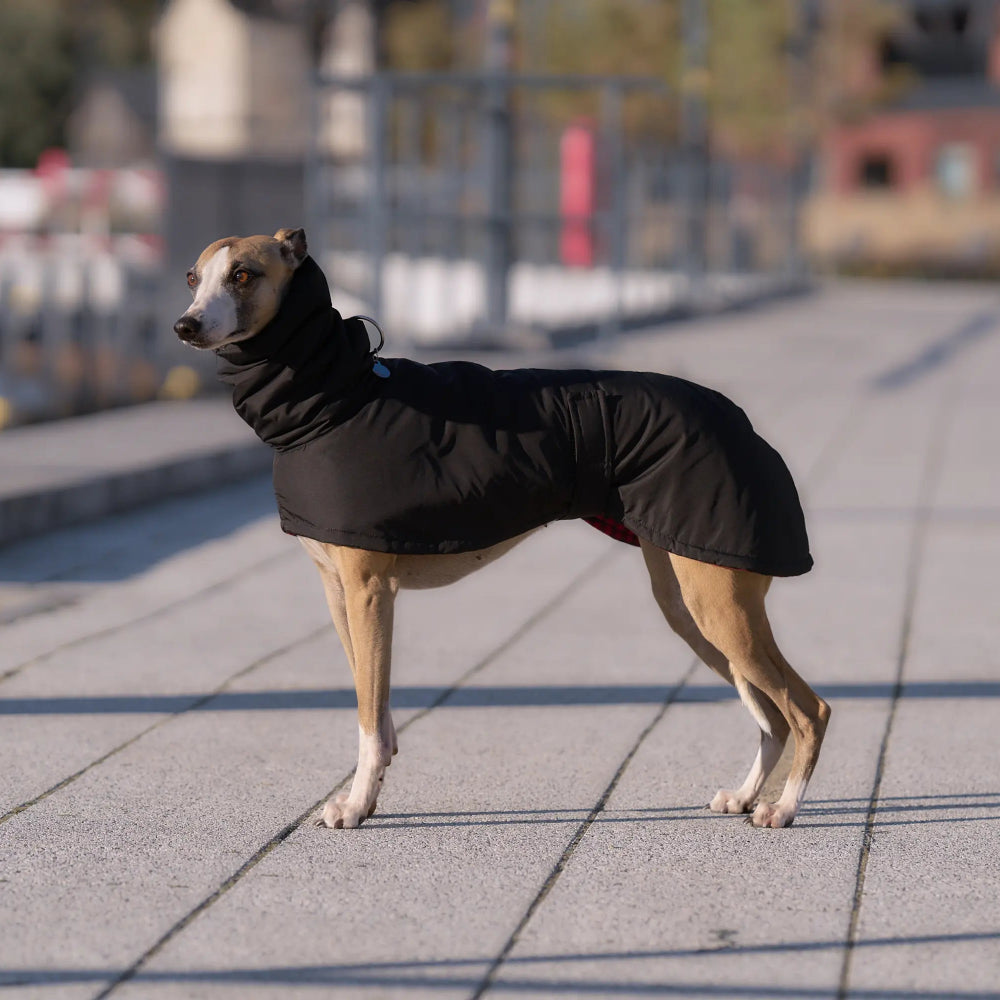 Ocieplany płaszczyk przeciwdeszczowy dla charta z wodoodpornego ortalionu i regulowanym kołnierzem.