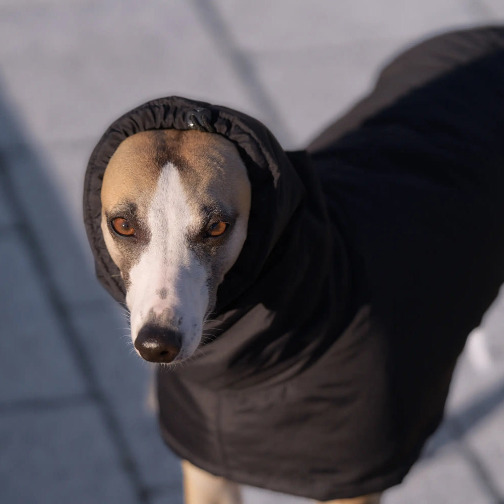 Ocieplany płaszczyk przeciwdeszczowy dla charta z wodoodpornego ortalionu i regulowanym kołnierzem.
