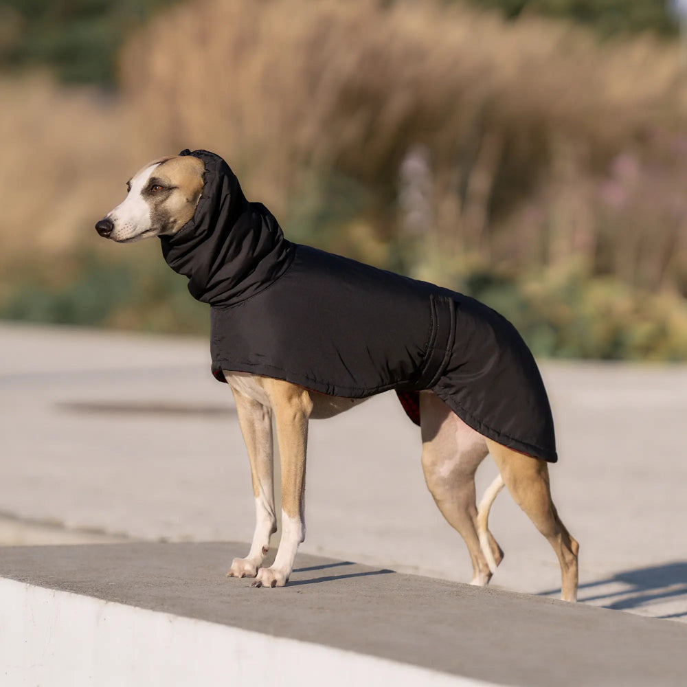 Ocieplany płaszczyk przeciwdeszczowy dla charta z wodoodpornego ortalionu i regulowanym kołnierzem.