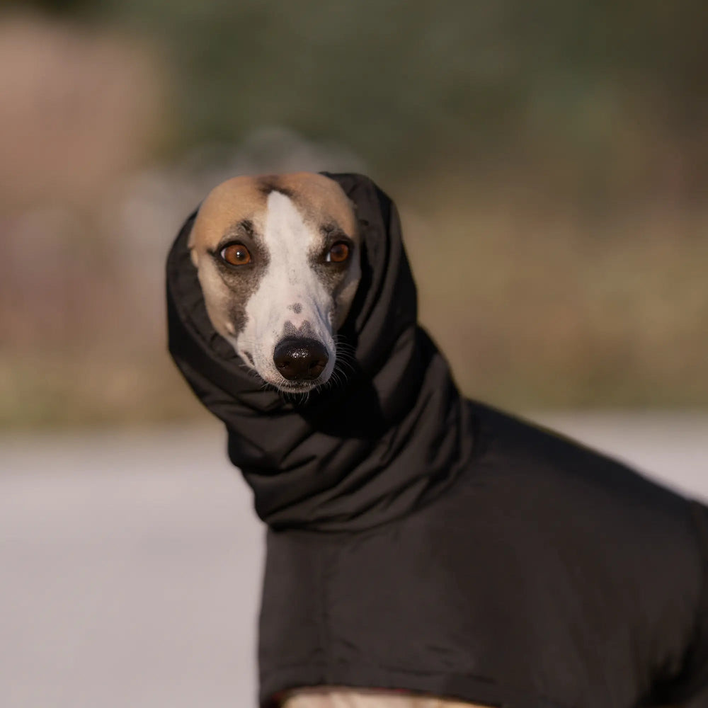 Ocieplany płaszczyk przeciwdeszczowy dla charta z wodoodpornego ortalionu i regulowanym kołnierzem.