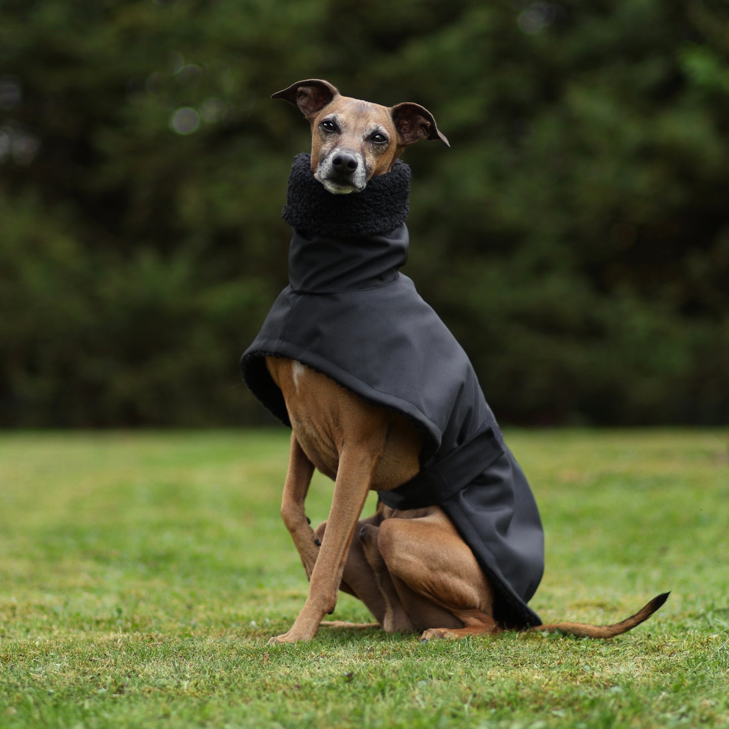 Regenmantel für Italienischen Windhund M