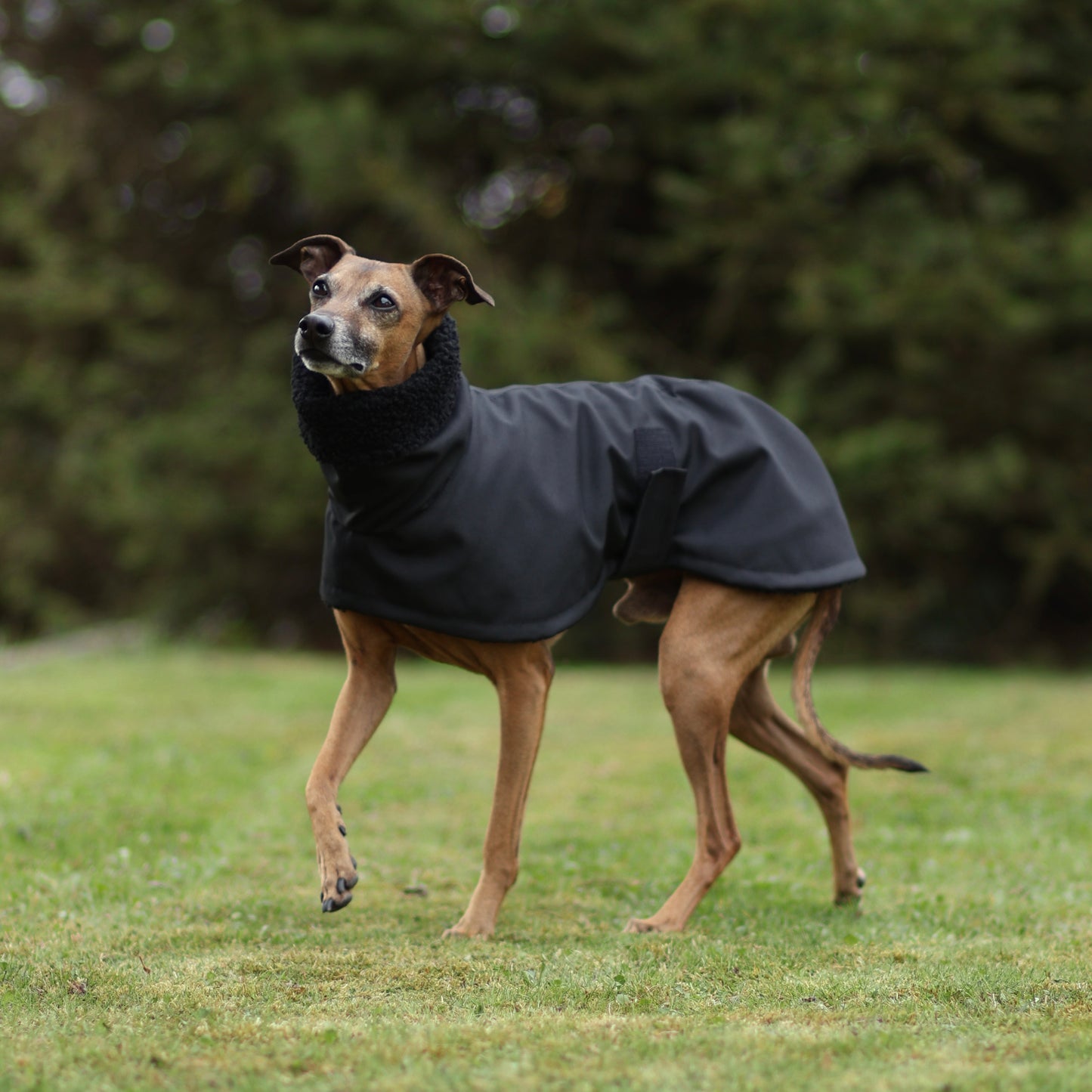 Regenmantel für Italienischen Windhund M