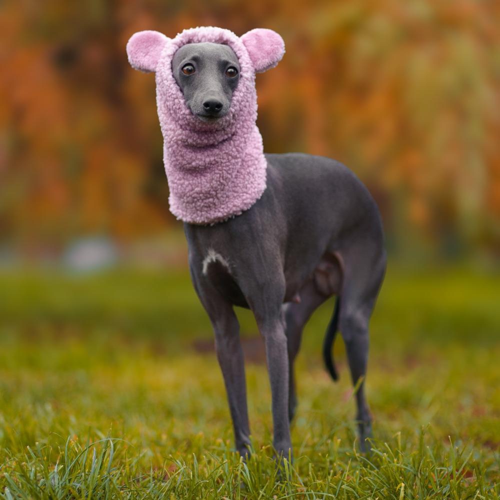 Snood dla charcika włoskiego z miękkiego baranka Boucle, zapewniający izolację termiczną i hydrofobowość, z otworem na smycz. / Snood for Italian Greyhounds made from soft Boucle fleece, offering thermal insulation and water resistance, with a leash opening.