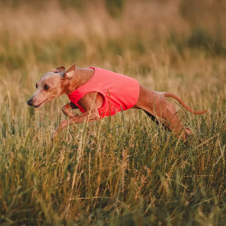 Ubranko dla charcika włoskiego | koszulka chłodząca | oblečenie pre talianskeho chrtíka | oblečení pro italského chrtíka | italian greyhounds clothes