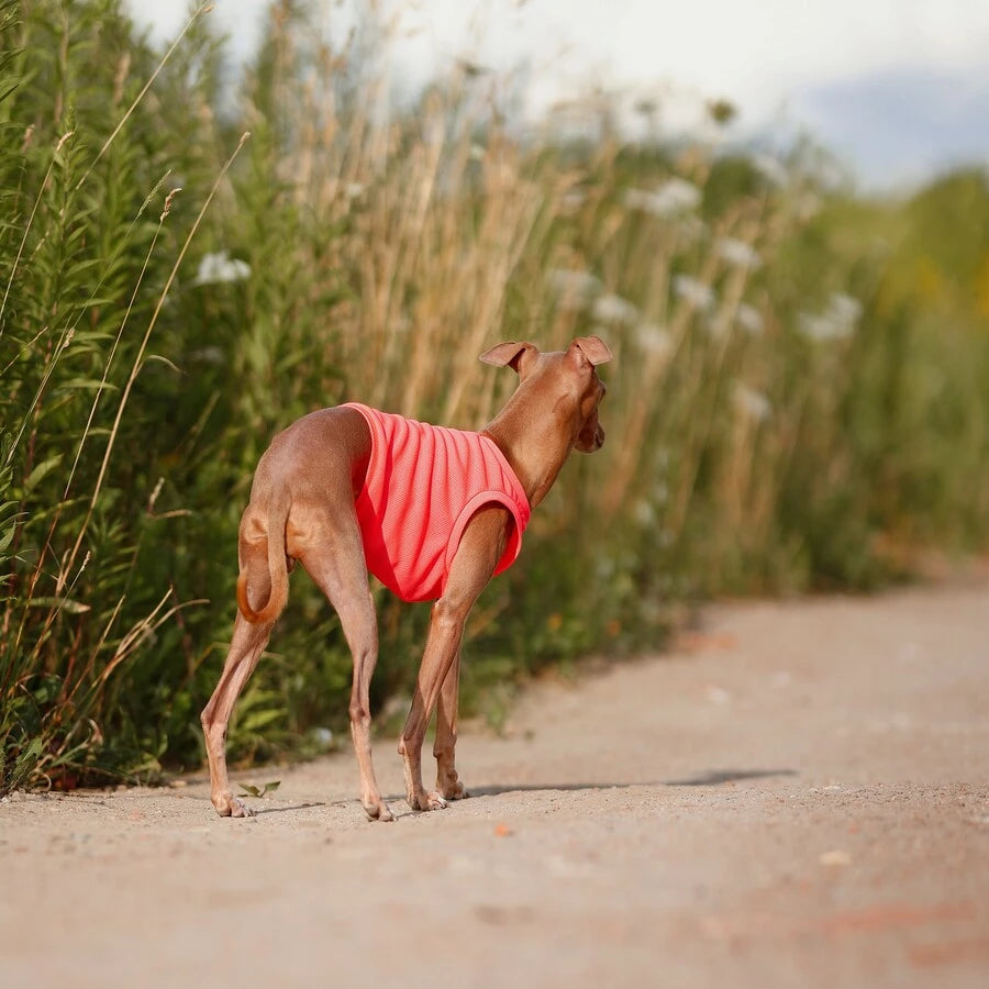 Ubranko dla charcika włoskiego | koszulka chłodząca | oblečenie pre talianskeho chrtíka | oblečení pro italského chrtíka | italian greyhounds clothes