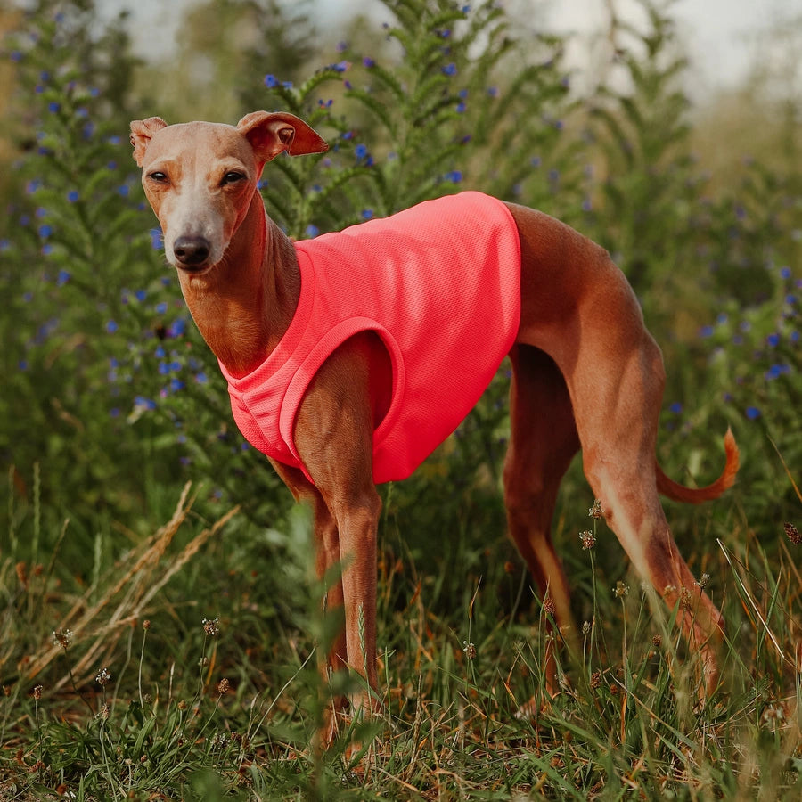 Ubranko dla charcika włoskiego | koszulka chłodząca | oblečenie pre talianskeho chrtíka | oblečení pro italského chrtíka | italian greyhounds clothes