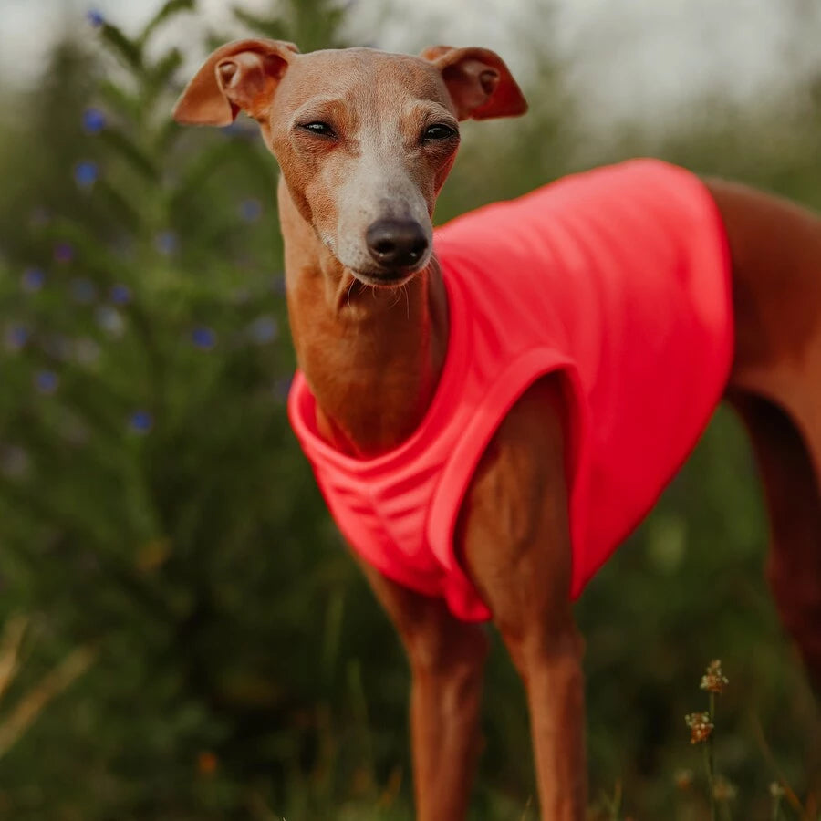 Ubranko dla charcika włoskiego | koszulka chłodząca | oblečenie pre talianskeho chrtíka | oblečení pro italského chrtíka | italian greyhounds clothes