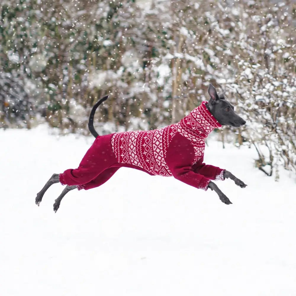 Ubranka dla charcików włoskich / italian greyhound clothes