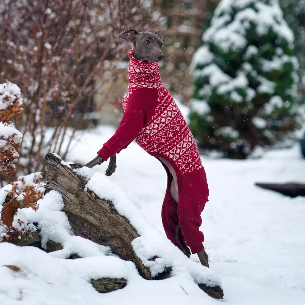 Ubranka dla charcików włoskich / italian greyhound clothes