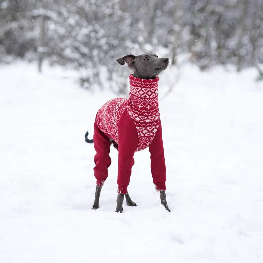 Ubranka dla charcików włoskich / italian greyhound clothes