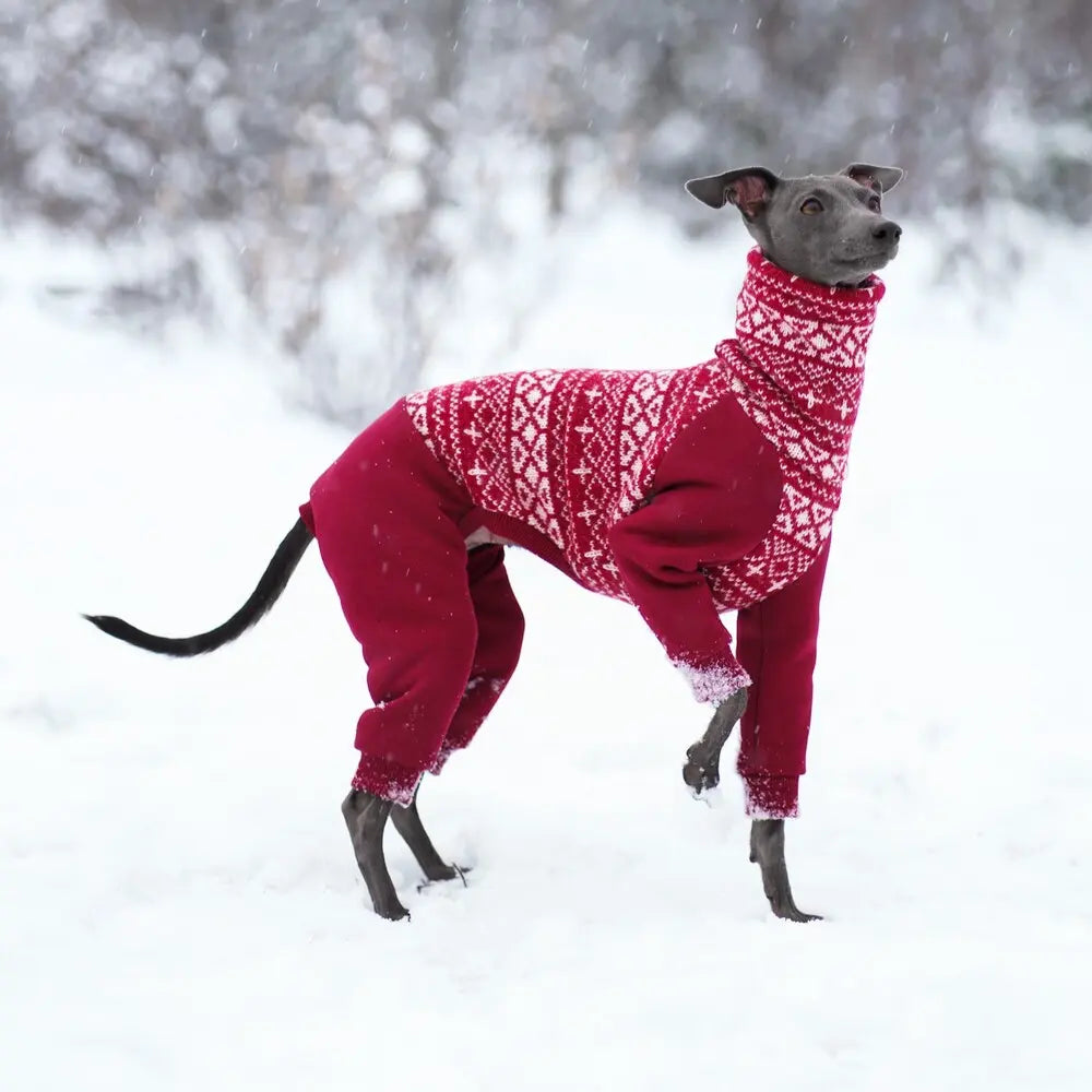 Ubranka dla charcików włoskich / italian greyhound clothes