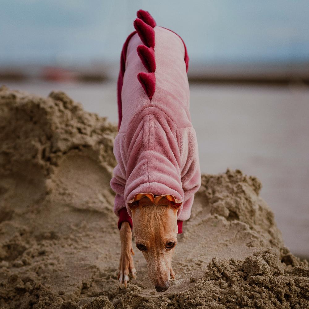 ubranko dla charcika włoskiego / italian greyhound clothes