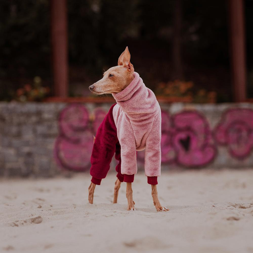 ubranko dla charcika włoskiego / italian greyhound clothes