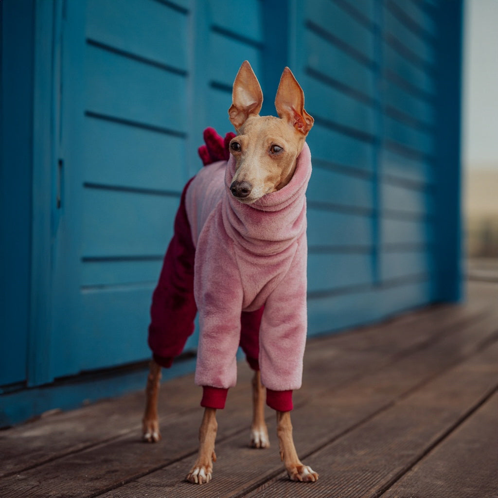 ubranko dla charcika włoskiego / italian greyhound clothes