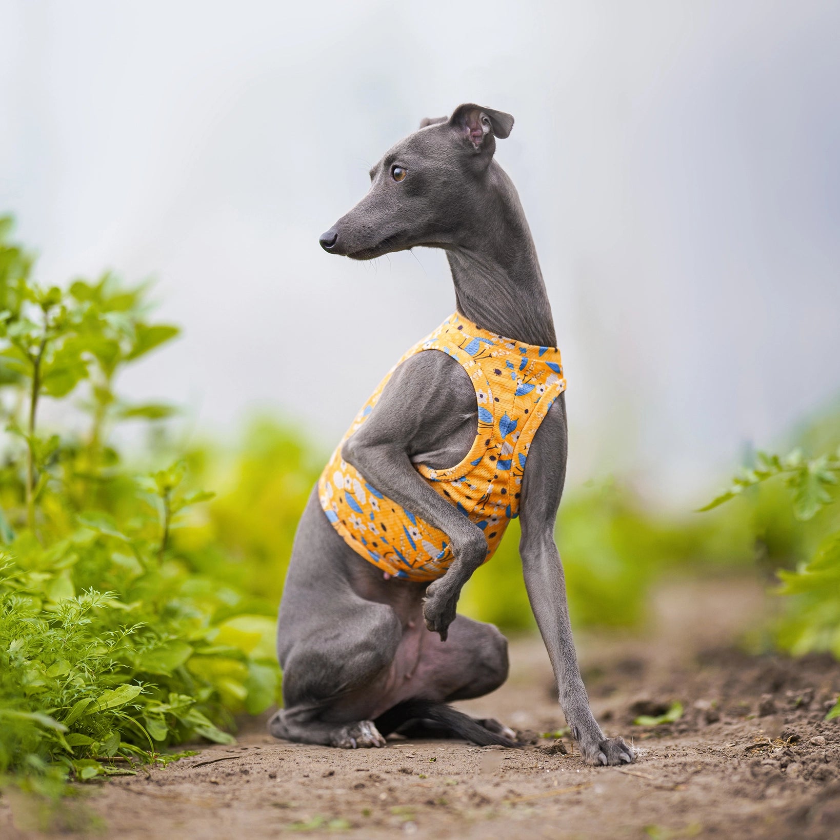 Ubranko dla charcika włoskiego | koszulka chłodząca | oblečenie pre talianskeho chrtíka | oblečení pro italského chrtíka | italian greyhounds clothes