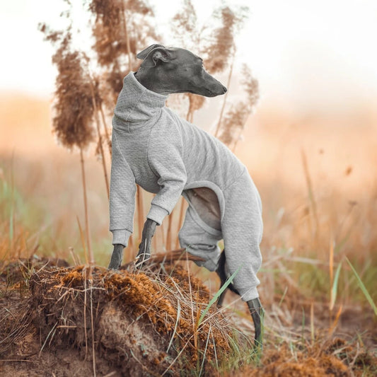 ubranko dla charcika włoskiego/whippeta. Italian greyhound clothing  | oblečenie pre talianskeho chrtíka | oblečení pro italského chrtíka