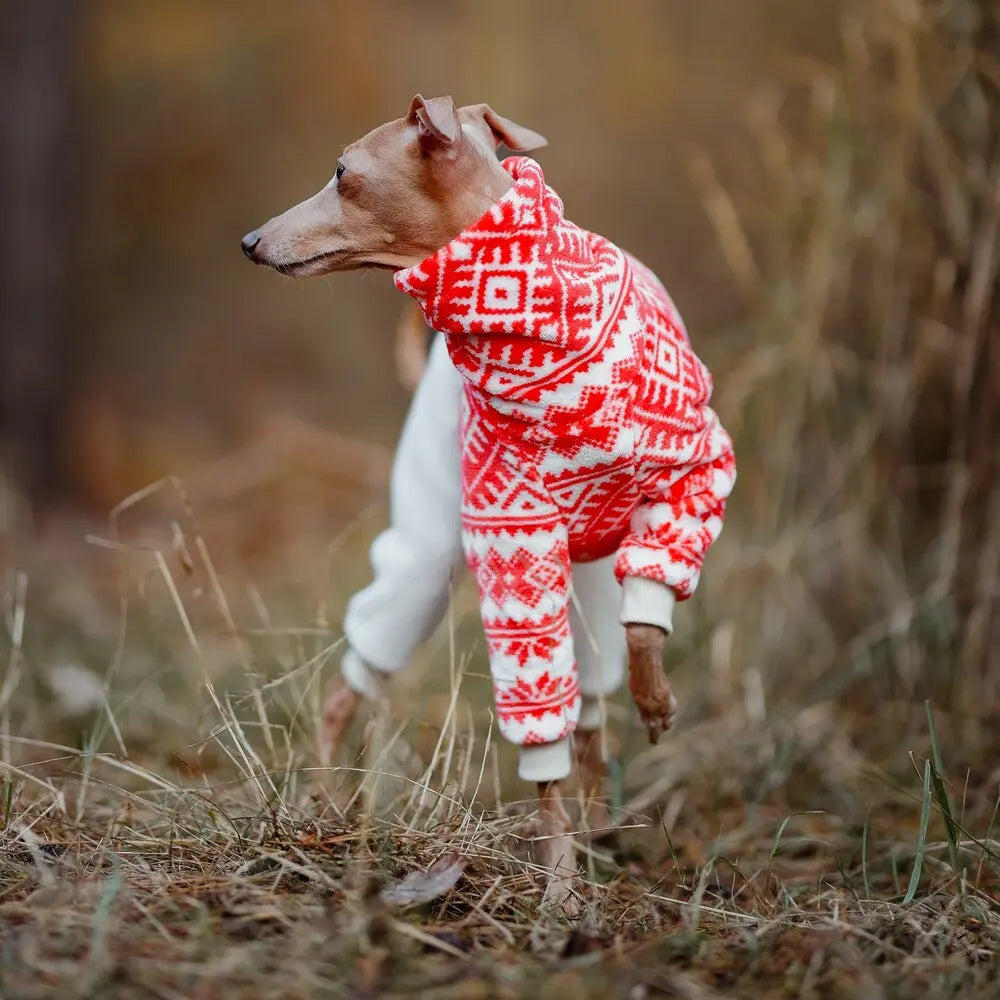 Ubranko dla charcika włoskiego | whippeta - kombinezon świąteczny | Italian Greyhounds  clothes  | oblečenie pre talianskeho chrtíka | oblečení pro italského chrtíka