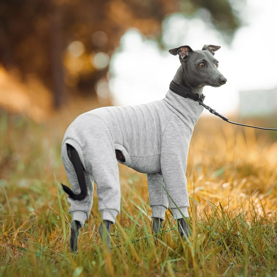 ubranko dla charcika włoskiego/whippeta. Italian greyhound clothing  | oblečenie pre talianskeho chrtíka | oblečení pro italského chrtíka