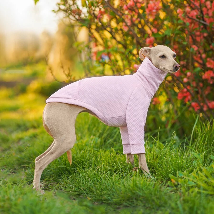 ubranko dla charcika włoskiego / whippeta. Italian greyhound clothes  | oblečenie pre talianskeho chrtíka | oblečení pro italského chrtíka