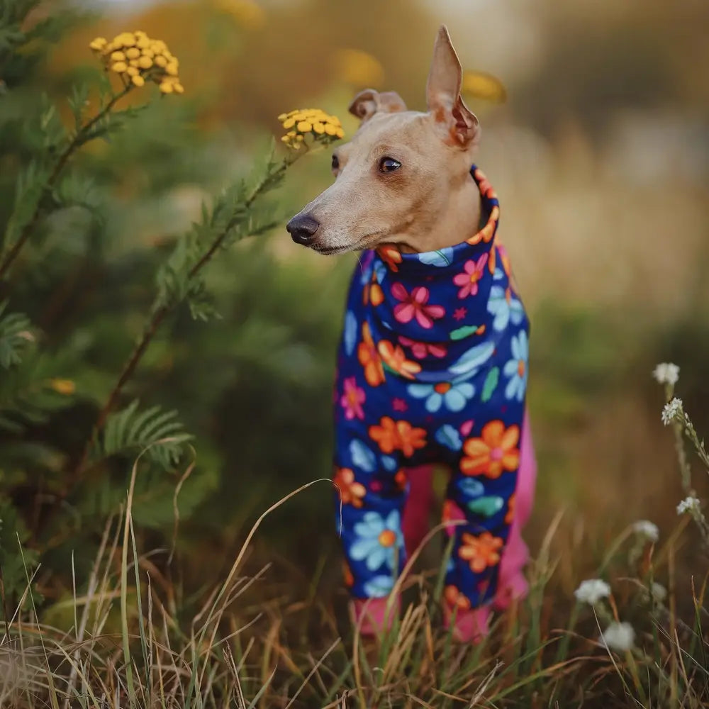 Ubranko dla charcika włoskiego / Italian Greyhound Clothes  | oblečenie pre talianskeho chrtíka | oblečení pro italského chrtíka