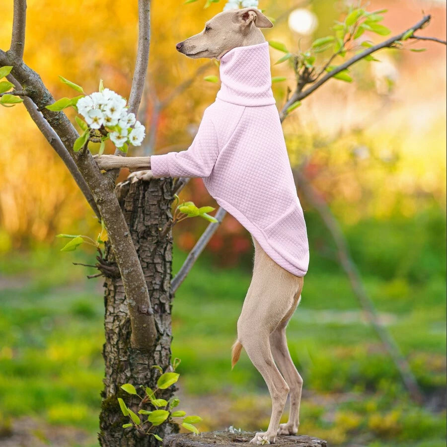 ubranko dla charcika włoskiego / whippeta. Italian greyhound clothes  | oblečenie pre talianskeho chrtíka | oblečení pro italského chrtíka