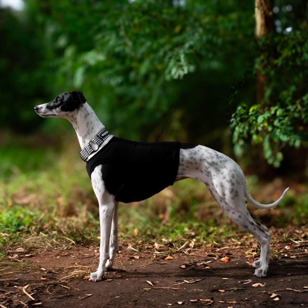 ubranko dla wchippeta / charta angielskiego / whippet clothes