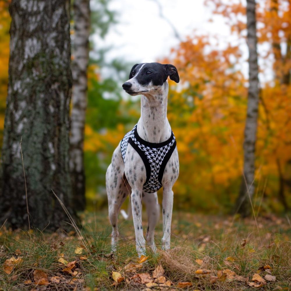 ubranko dla wchippeta / charta angielskiego / whippet clothes