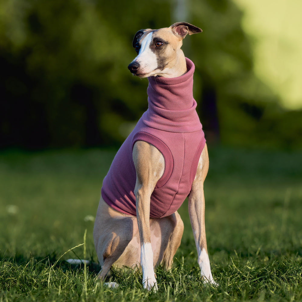 ubranko dla whippeta / charta angielskiego / whippets clothes